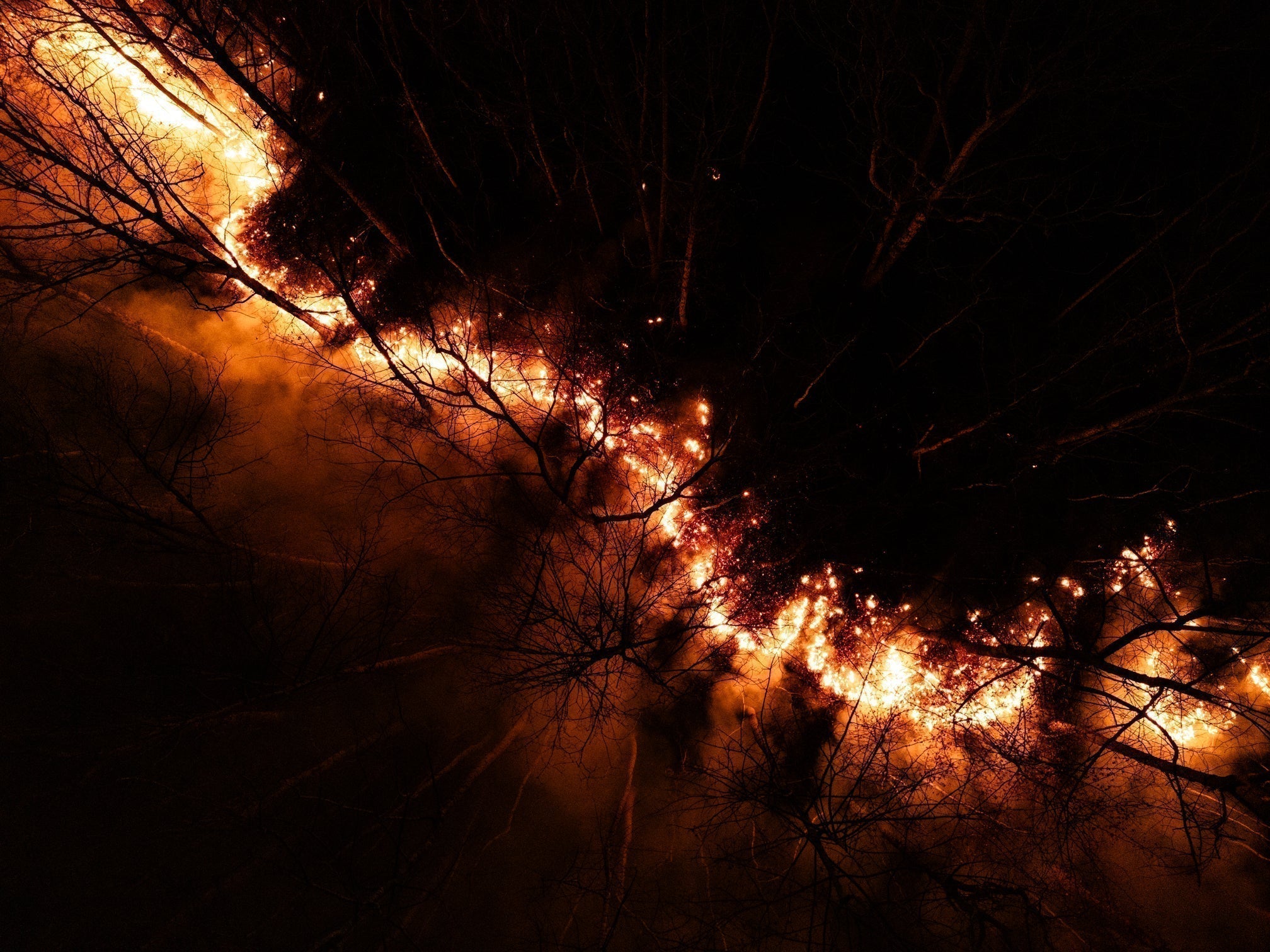 Fire for the Flock: How Prescribed Burns Benefit Wild Turkey Populations