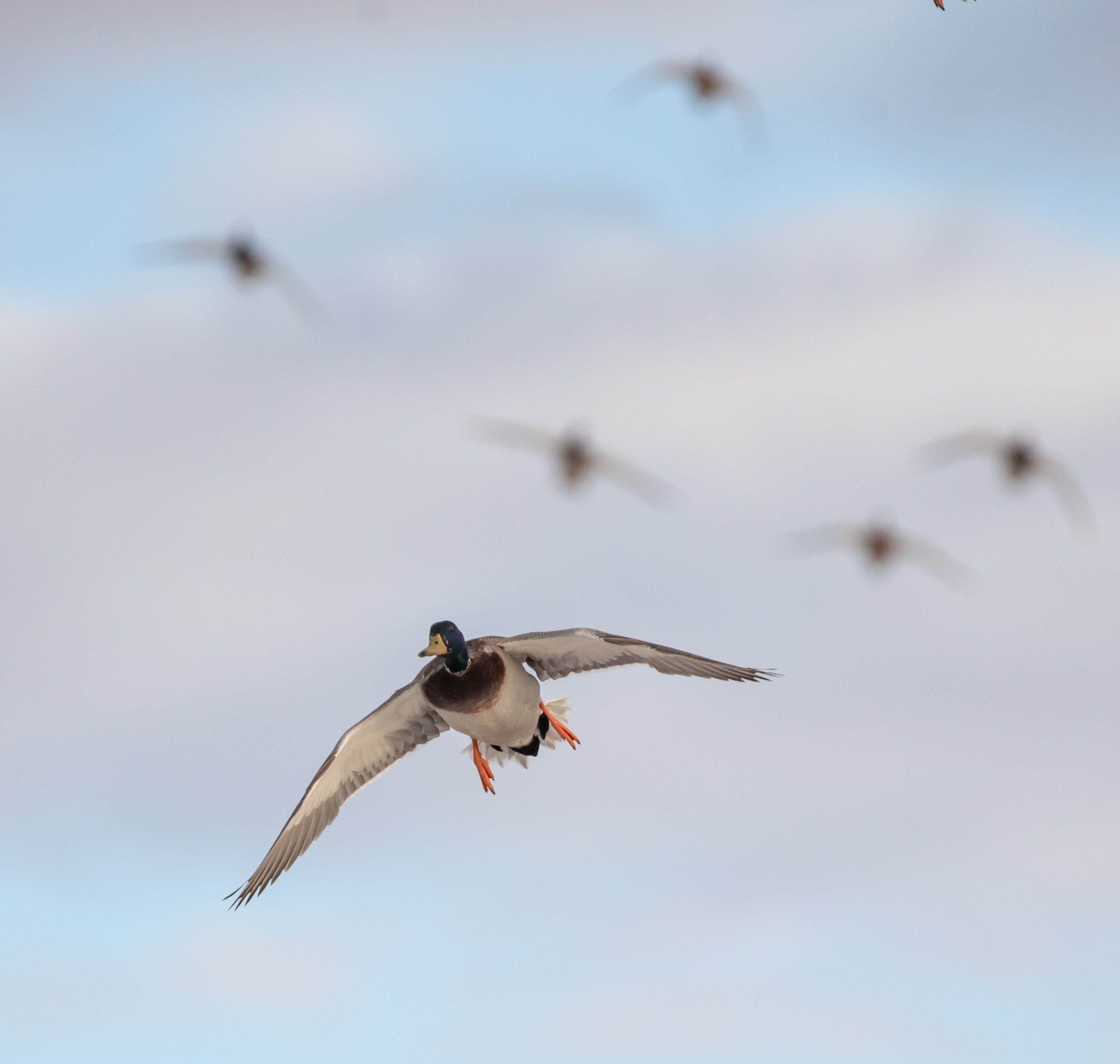 2023 Duck Brood Numbers Jump Nearly 80%