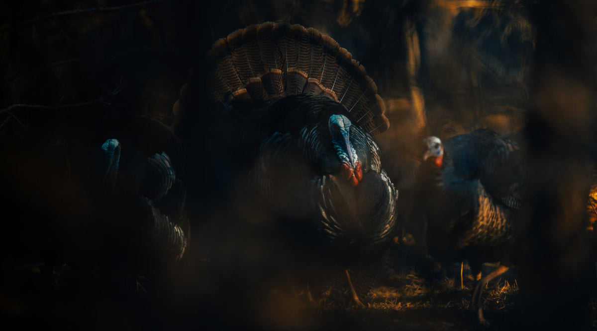 Chêne presents The King film