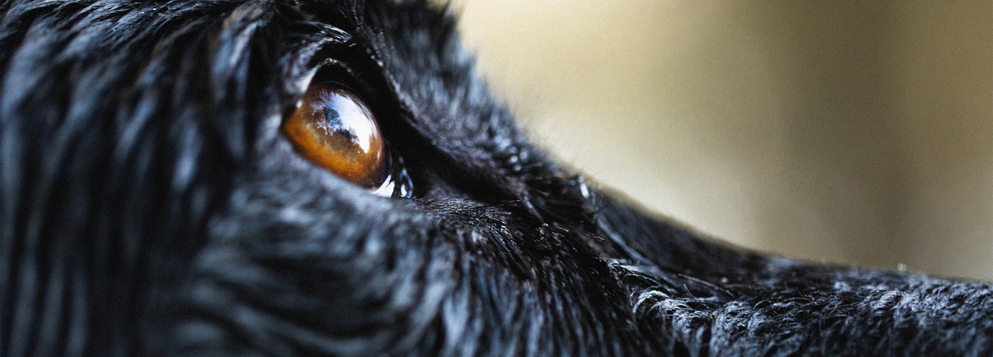 close up of a dog's eye